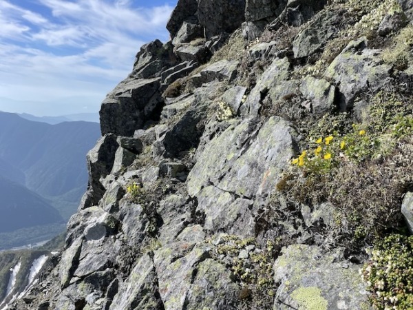 前穂高岳北尾根にも可憐な花が咲きます