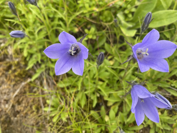 黒部源流域の夏の花々