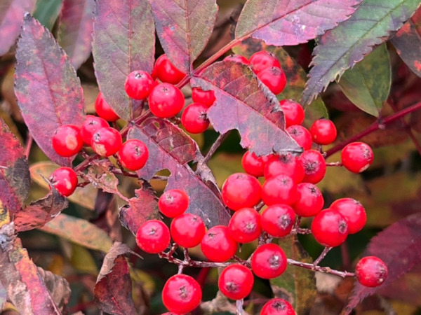 巻機山紅葉