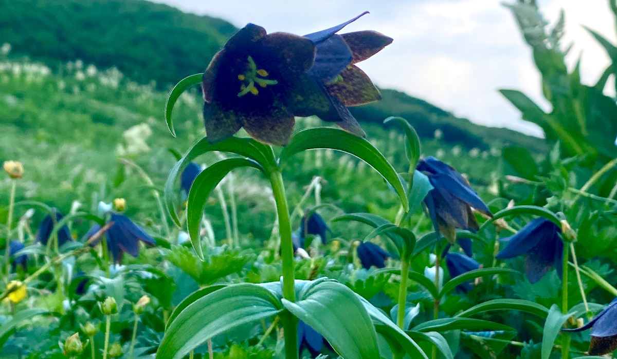 花の白山プライベートガイドツアー