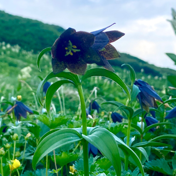 花の白山プライベートガイドツアー